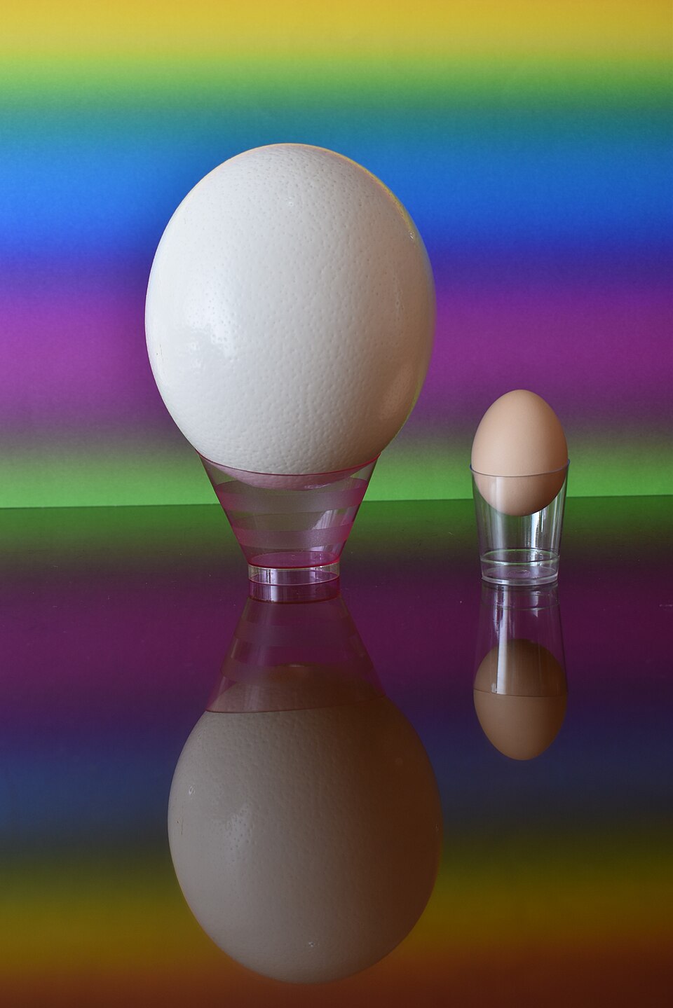 Comparación del tamaño de un huevo de avestruz y un huevo de gallina