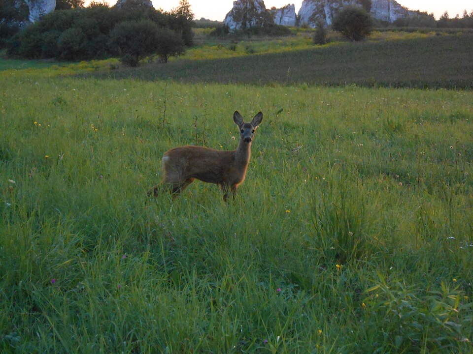 Ejemplar joven de corzo europeo Capreolus capreolus