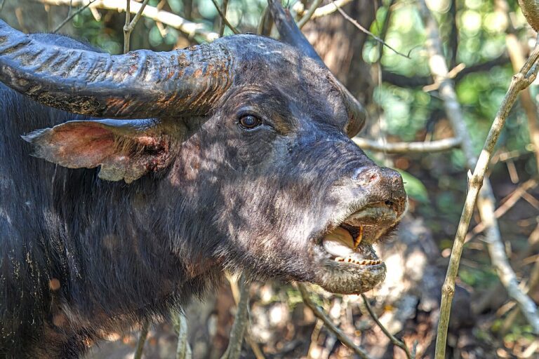 Búfalo y bisonte no son lo mismo: guía para entender las etiquetas