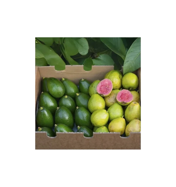 Imagen del producto