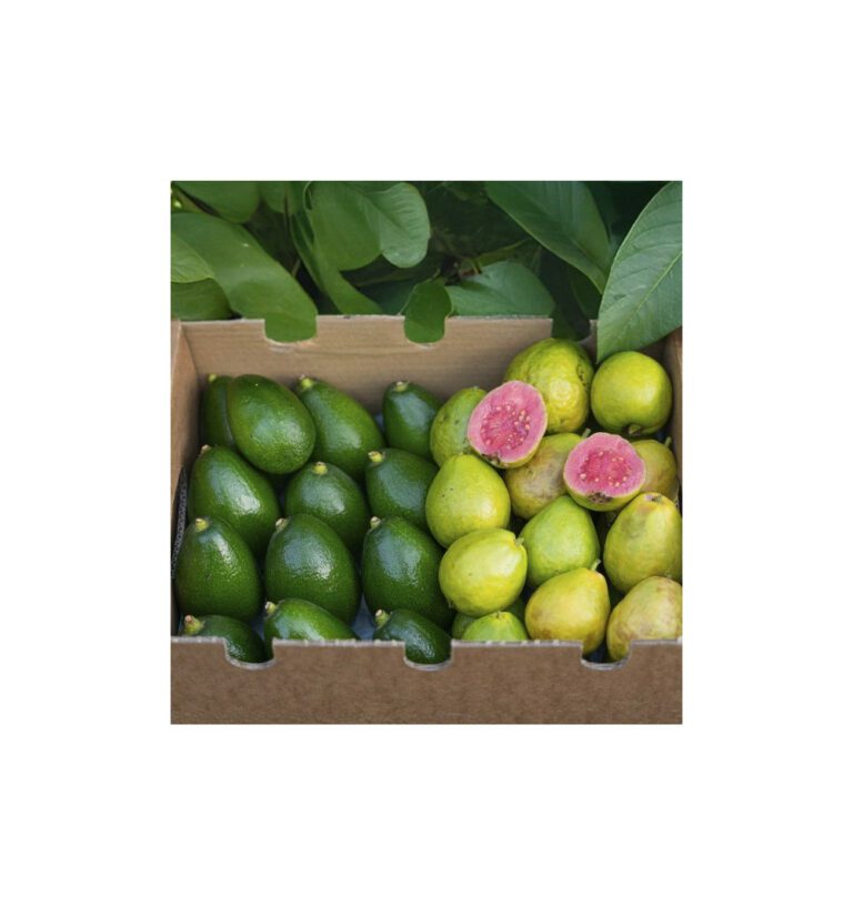 Cuándo es temporada de aguacates en España