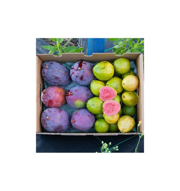 Mix mangos y guayabas