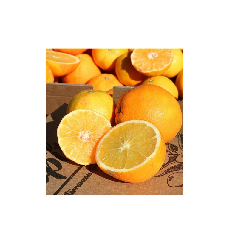 Orange and mandarin season in Spain: varieties and timing